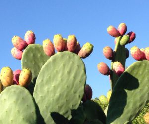 Zdravý kaktus Opuncie